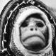 Avatar de space monkey
